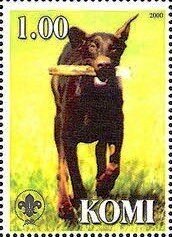 Dobermann