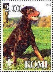 Dobermann