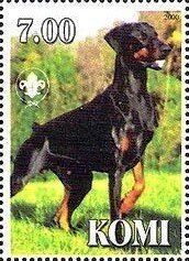 Dobermann