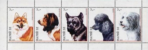 Dogs