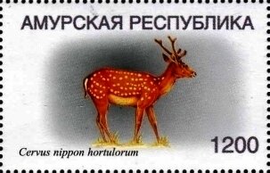 Dybowski's sika deer (Cervus nippon hortulorum)