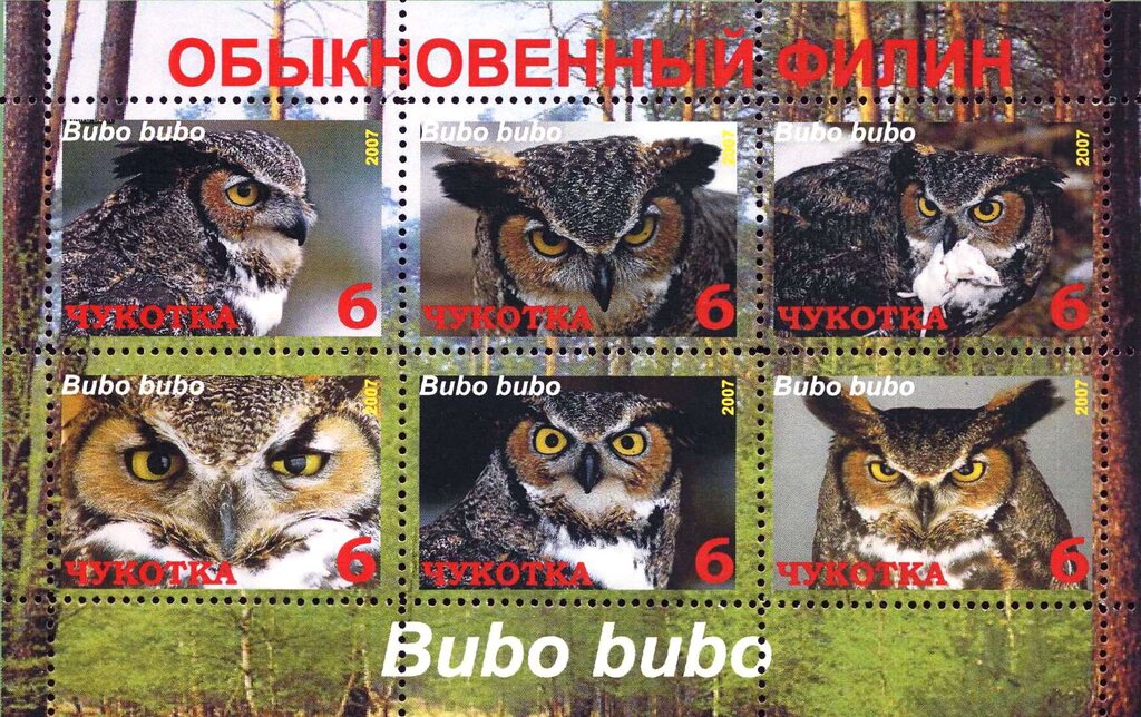 Eurasian eagle-owl (Bubo bubo)