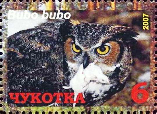 Eurasian eagle-owl (Bubo bubo)
