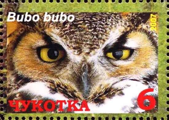 Eurasian eagle-owl (Bubo bubo)