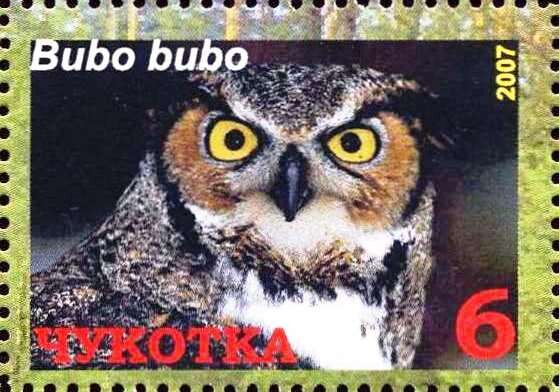 Eurasian eagle-owl (Bubo bubo)