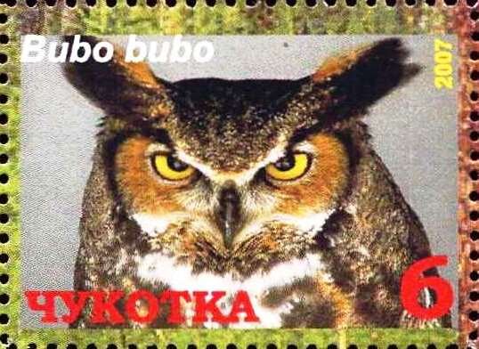 Eurasian eagle-owl (Bubo bubo)