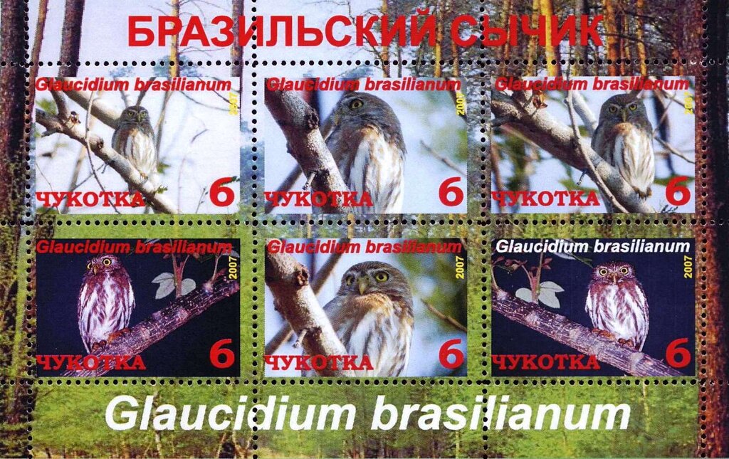 Ferruginous pygmy owl (Glaucidium brasilianum