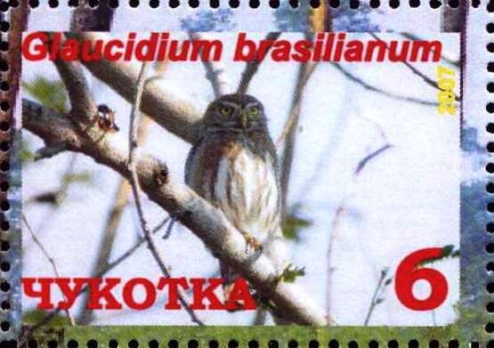 Ferruginous pygmy owl (Glaucidium brasilianum)
