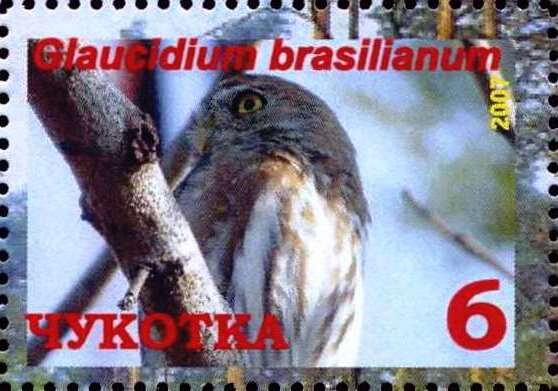 Ferruginous pygmy owl (Glaucidium brasilianum)
