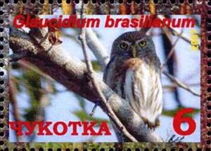 Stamp, Ferruginous pygmy owl (Glaucidium brasilianum), Cinderellas,  , Animals (Fauna), Birds, Birds of Prey, Owls