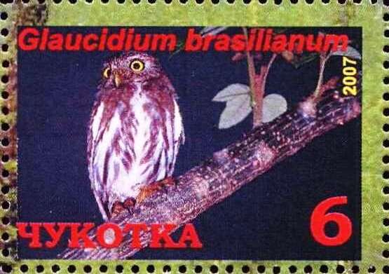 Ferruginous pygmy owl (Glaucidium brasilianum)