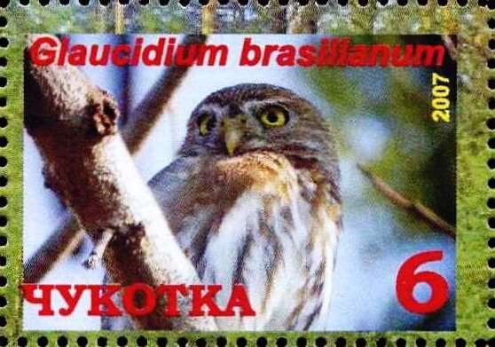 Ferruginous pygmy owl (Glaucidium brasilianum)