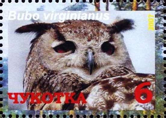 Great horned owl (Bubo virginianus)