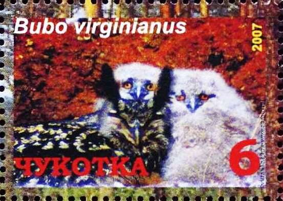 Great horned owl (Bubo virginianus)