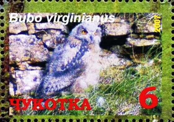 Great horned owl (Bubo virginianus)