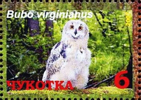 Great horned owl (Bubo virginianus)