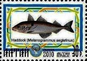 Haddock