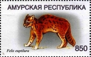 Leopard cat (Felis euptilura)