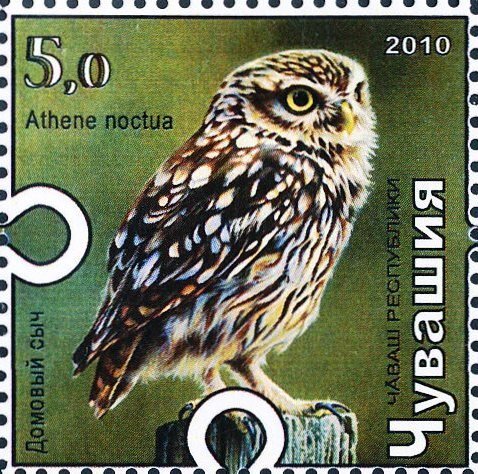Little owl