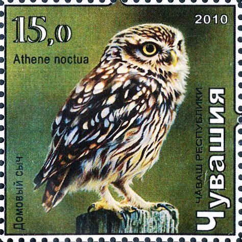 Little owl