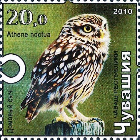 Little owl