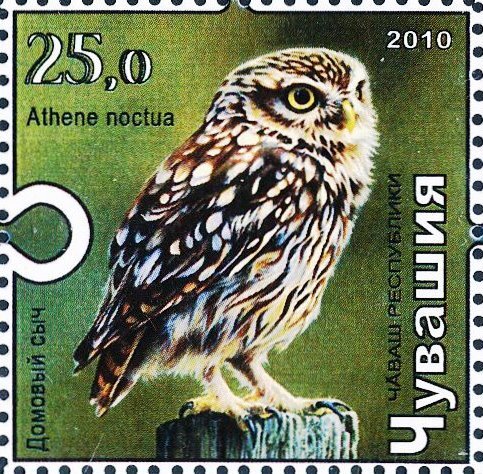 Little owl