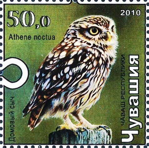 Little owl