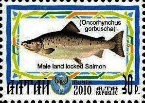 Male Land Locked Salmon