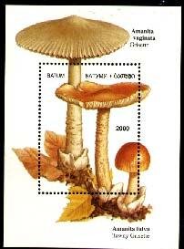 Mushrooms
