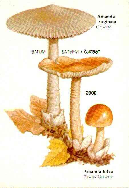Mushrooms
