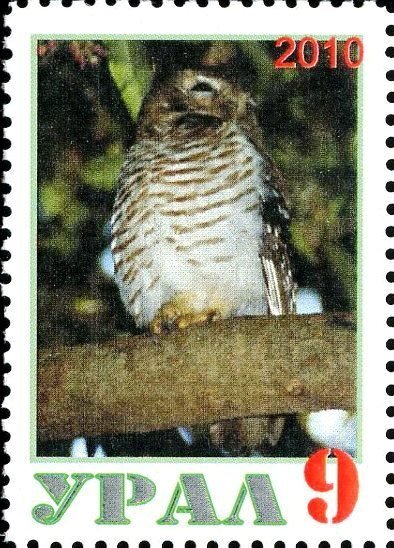 Owl