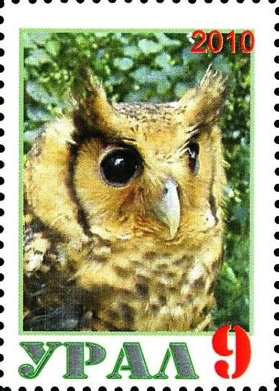 Owl