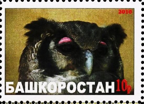 Owl