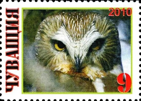 Owl