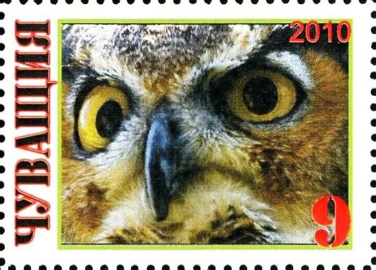 Owl