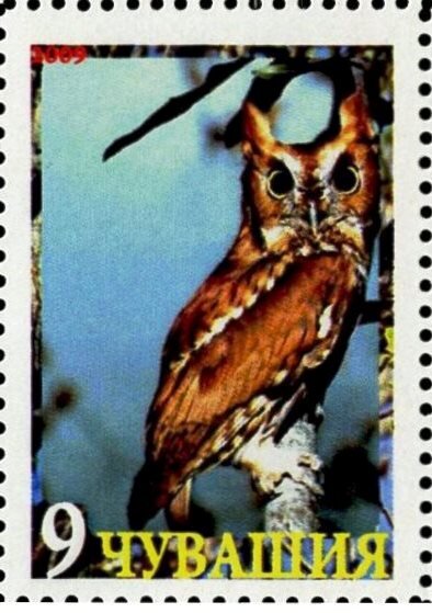 Owl