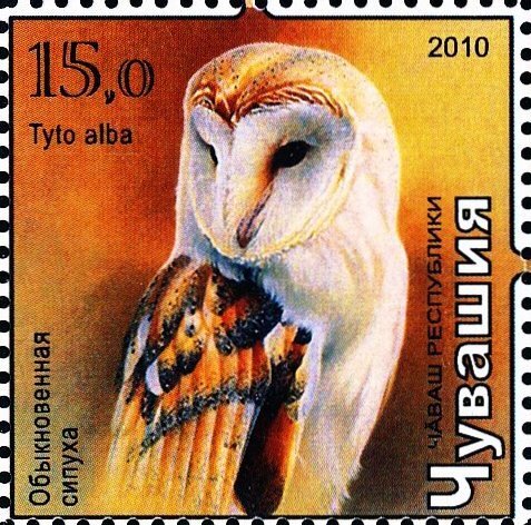 Owl