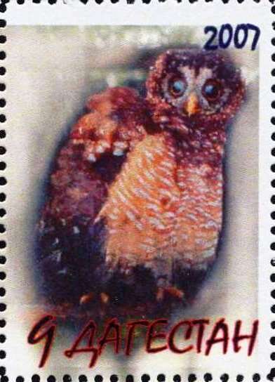 Owl