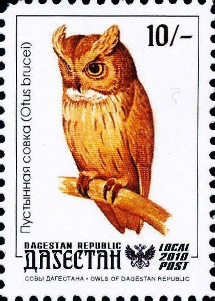 Owl