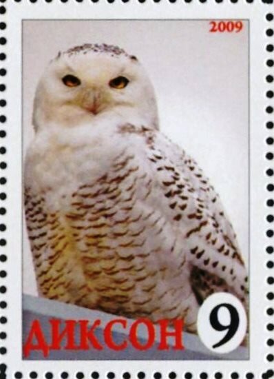 Owl