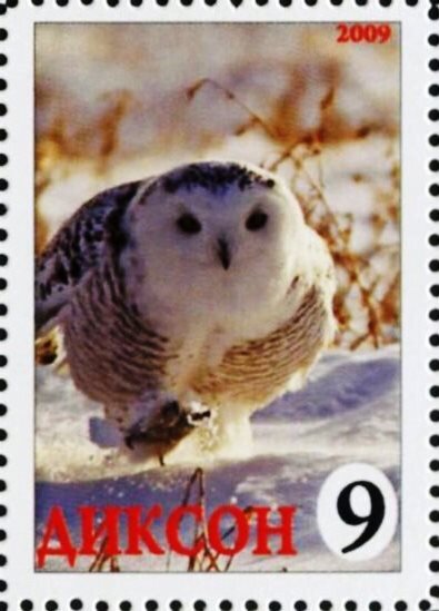 Owl