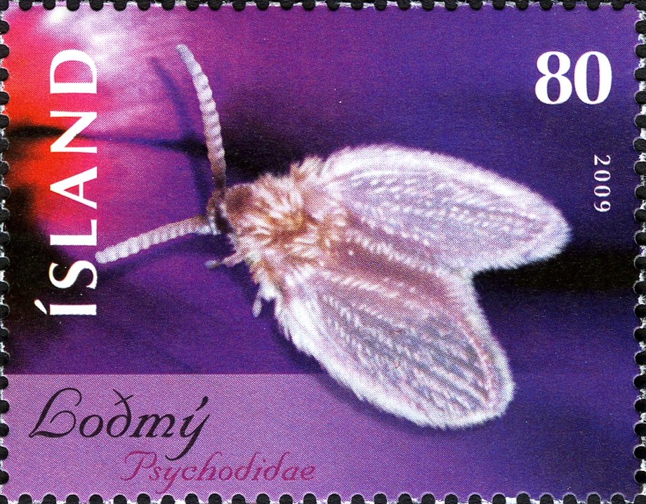 Moth Fly (Psychodidae sp.)