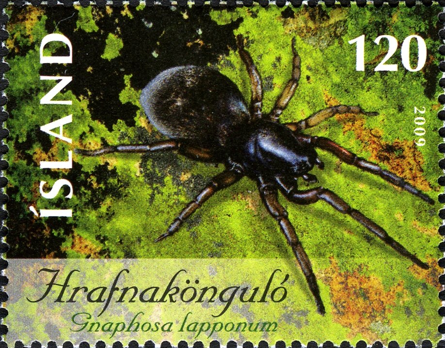 Ground Spider (Gnaphosa lapponum) 