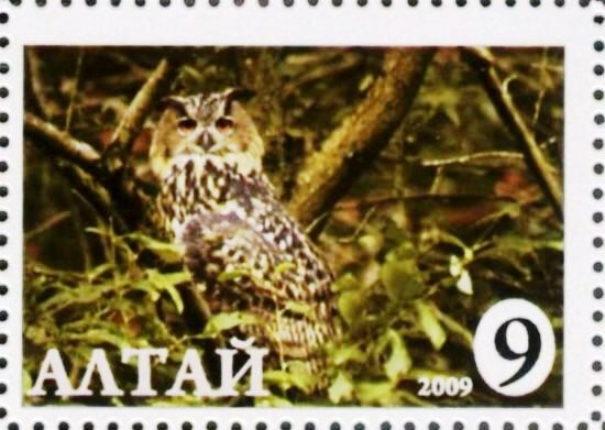 Owl
