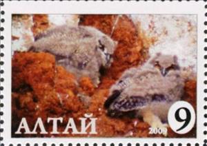 Stamp, Owl, Cinderellas,  , Animals (Fauna), Birds, Birds of Prey, Owls
