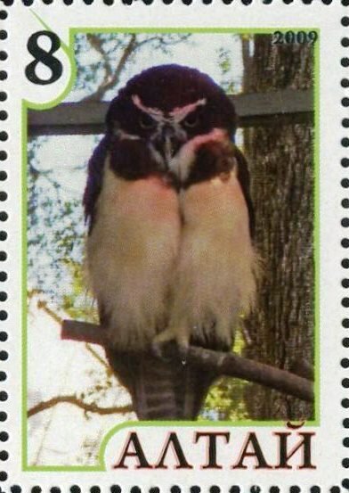 Owl