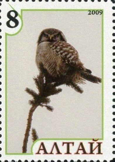 Owl