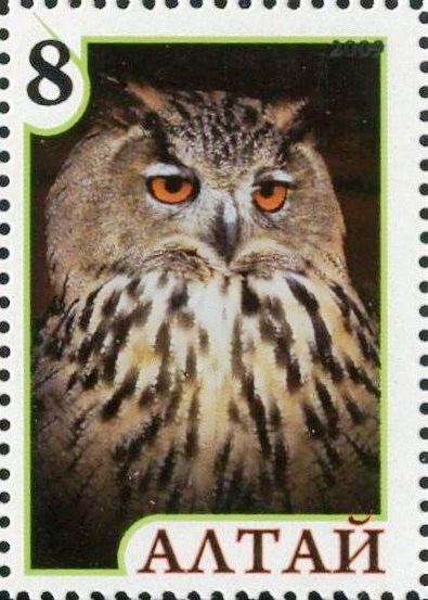 Owl
