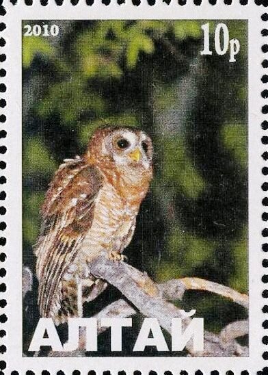 Owl