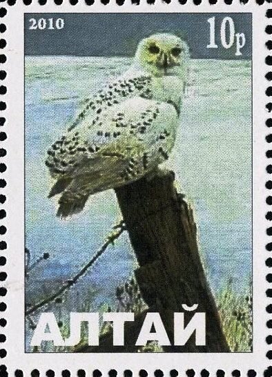 Owl